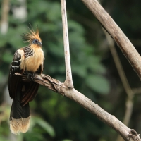 Hoacyn - Hoatzin