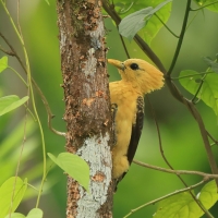 Dzięcioł kremowy - Cream-colored Woodpecker