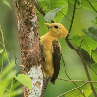 Dzięcioł kremowy, Celeus flavus, Cream-colored Woodpecker
