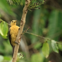 Dzięcioł kremowy - Cream-colored Woodpecker