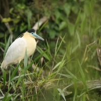 Czapla modrolica - Capped Heron
