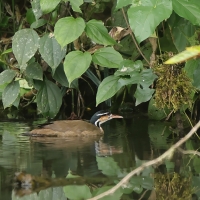 Perkołyska amerykańska, Heliornis fulica, Sungrebe