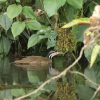 Perkołyska amerykańska - Sungrebe