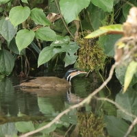 Perkołyska amerykańska - Sungrebe