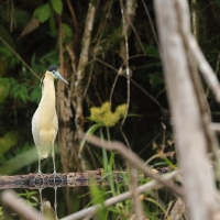 Czapla modrolica - Capped Heron