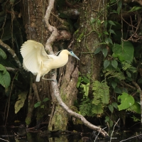 Czapla modrolica - Capped Heron