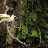 Czapla modrolica - Capped Heron