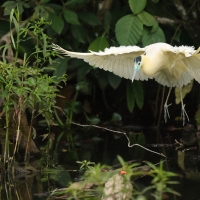 Czapla modrolica - Capped Heron