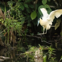 Czapla modrolica - Capped Heron