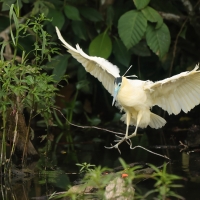 Czapla modrolica - Capped Heron