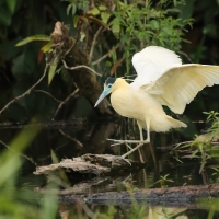 Czapla modrolica - Capped Heron