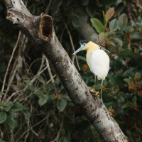 Czapla modrolica - Capped Heron