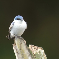 Nadobniczka zielono-biała - White-winged Swallow