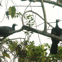 Grdacz modrogardły - Blue-throated Piping-Guan