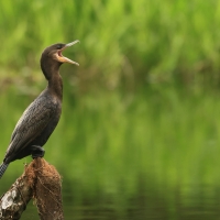 Kormoran oliwkowy - Neotropic Cormorant