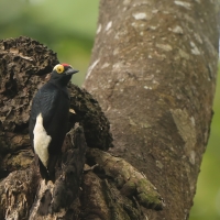 Dzięciur czarnoszyi - Yellow-tufted Woodpecker