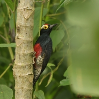 Dzięciur czarnoszyi - Yellow-tufted Woodpecker