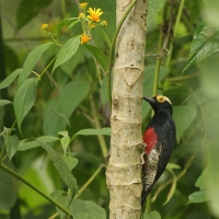 Dzięciur czarnoszyi - Yellow-tufted Woodpecker