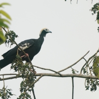 Grdacz modrogardły - Blue-throated Piping-Guan