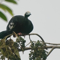 Grdacz modrogardły - Blue-throated Piping-Guan