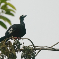 Grdacz modrogardły - Blue-throated Piping-Guan