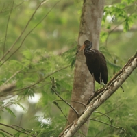 Bekaśnica, Aramus guarauna, Limpkin