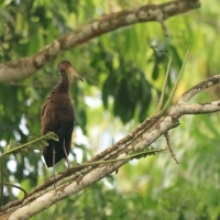 Bekaśnica - Limpkin