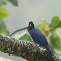 Modrowronka hiacyntowa - Violaceous Jay