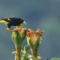 Kacykowiec żółtosterny - Yellow-rumped Cacique