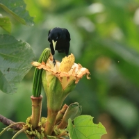 Kacykowiec żółtosterny - Yellow-rumped Cacique