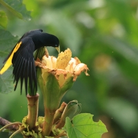 Kacykowiec żółtosterny, Cacicus cela, Yellow-rumped Cacique