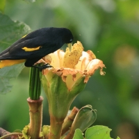 Kacykowiec żółtosterny - Yellow-rumped Cacique