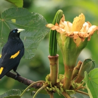 Kacykowiec żółtosterny - Yellow-rumped Cacique