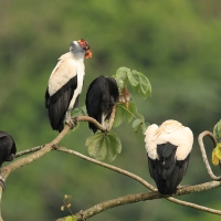 Kondor królewski - King Vulture