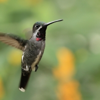Aksamitek długodzioby - Long-billed Starthroat