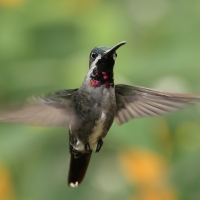 Aksamitek długodzioby, Heliomaster longirostris, Long-billed Starthroat