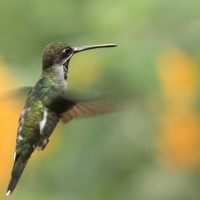 Aksamitek długodzioby - Long-billed Starthroat