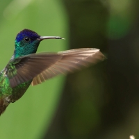 Złotogonek - Golden-tailed Sapphire