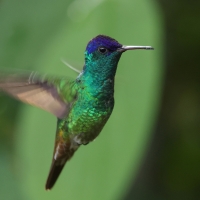 Złotogonek - Golden-tailed Sapphire
