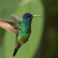 Złotogonek - Golden-tailed Sapphire