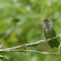 Szafirek mleczny - Sapphire-spangled Emerald