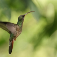 Pustelnik rdzawogardły - Rufous-breasted Hermit