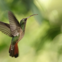 Pustelnik rdzawogardły - Rufous-breasted Hermit