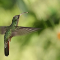 Pustelnik rdzawogardły - Rufous-breasted Hermit