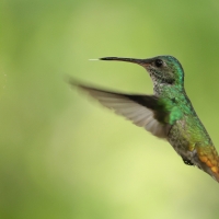Widłogonek zielonogardły - Fork-tailed Woodnymph