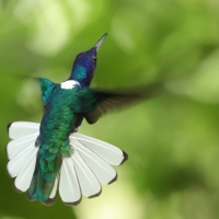 Nektareczek błękitny, Florisuga mellivora, White-necked Jacobin