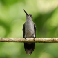 Zapylak szary - Grey-breasted Sabrewing