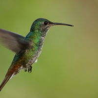 Widłogonek zielonogardły - Fork-tailed Woodnymph