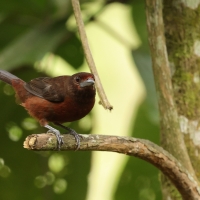 Tapiranga ciemna - Silver-beaked Tanager