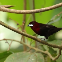 Tapiranga ciemna - Silver-beaked Tanager